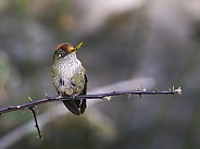 Title: Sephanoides sephaniodes - Green-backed Firecrown in Patagonia