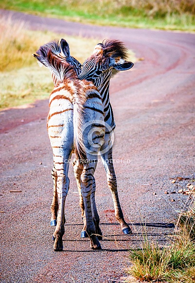 Zebras