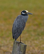 Yellow-crowned Night Heron (Nyctanassa violacea) perched on pylon