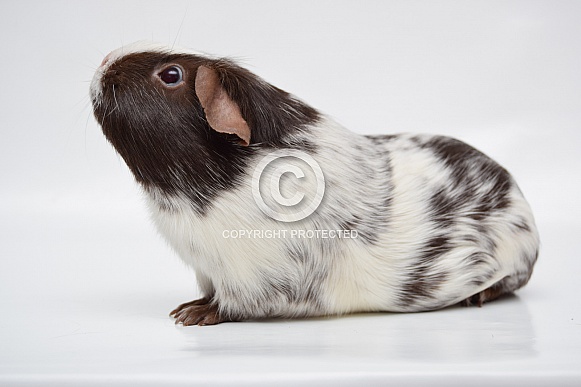 Dalmatian guinea pig