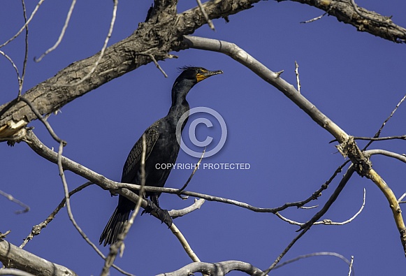 Double-crested Cormorant Double-crested Cormorant
