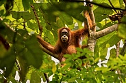 Sumatran orangutan in the nature habitat