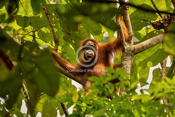 Sumatran orangutan in the nature habitat