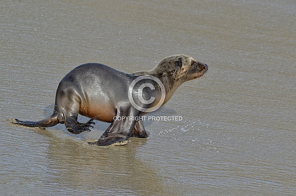 California Sea Lion California Sea Lion