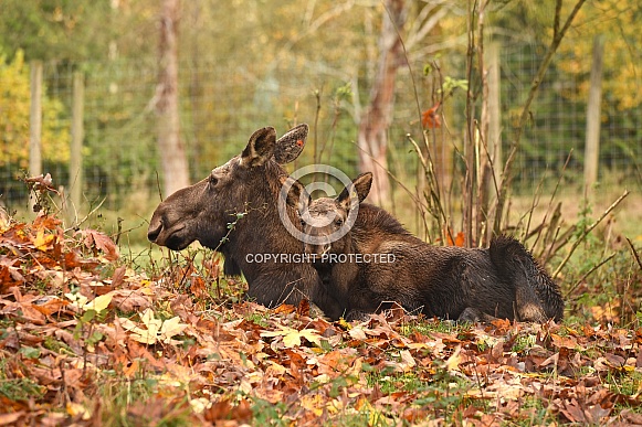 Moose, cow and calf Moose, cow and calf