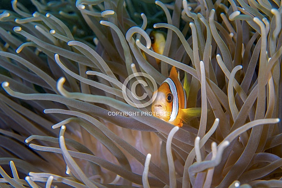 Anemone Fish