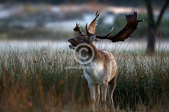 Fallow Deer