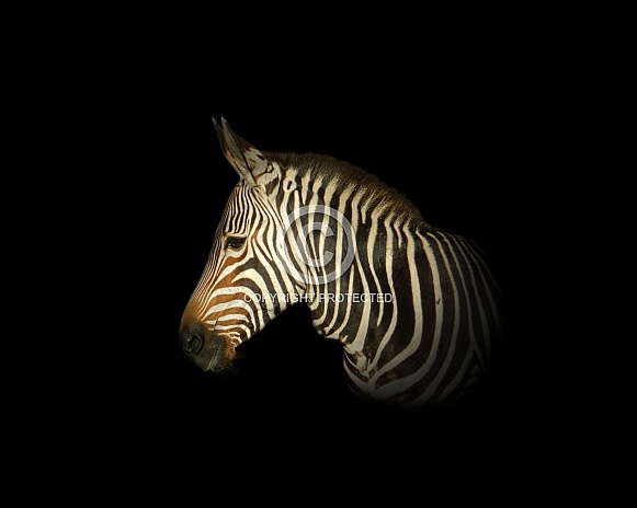Cape Mountain Zebra