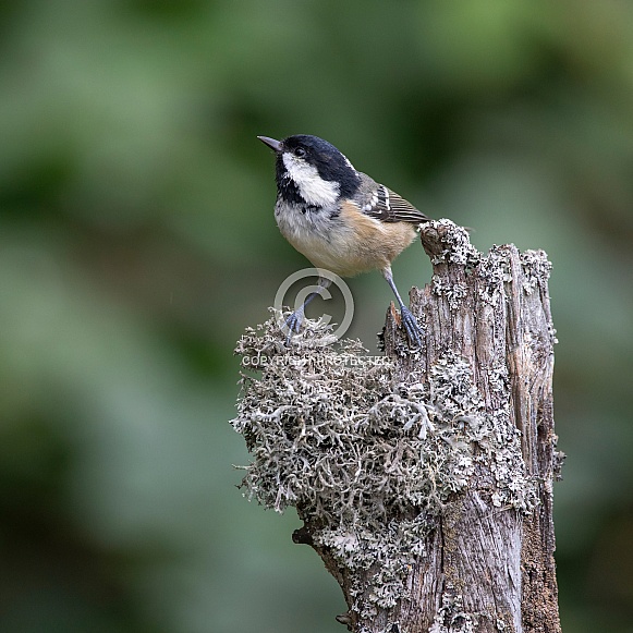 Coal Tit