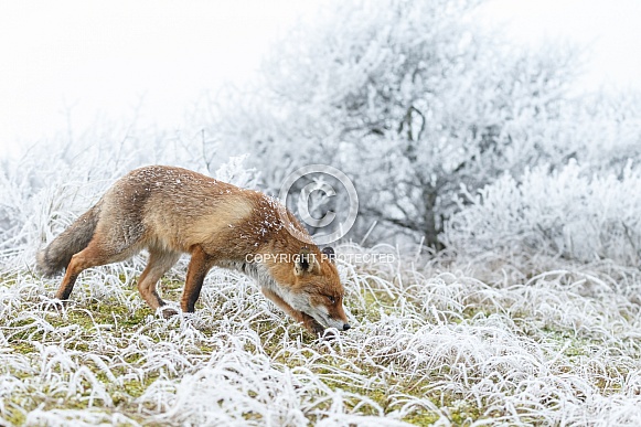 Red foxes