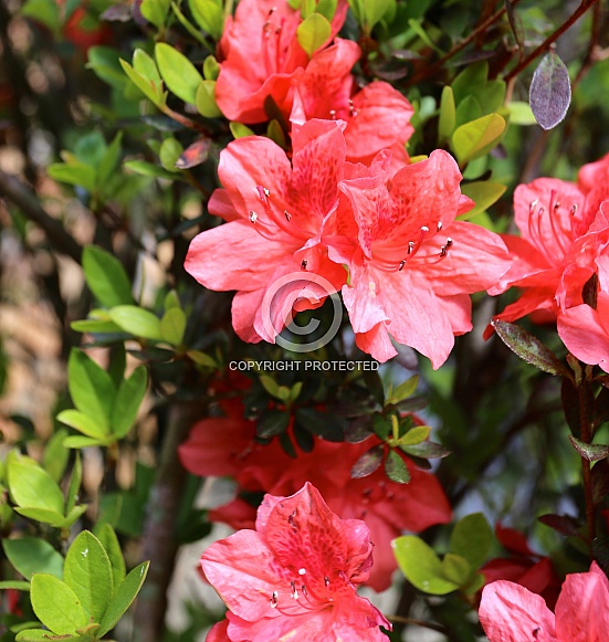 Coral Pink Azaleas