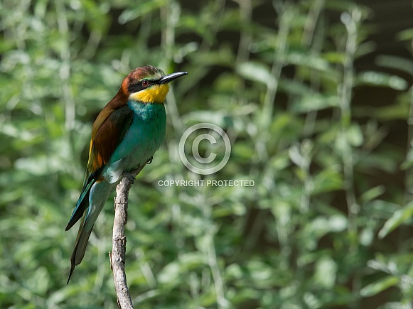 European Bee-eater