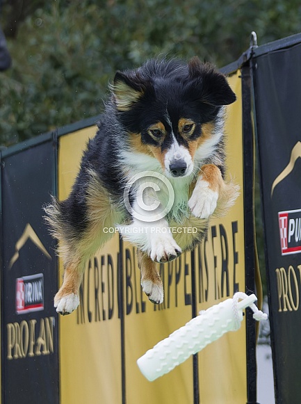 Border Collie or Australian Shepherd
