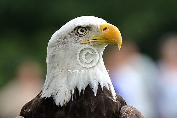 Bald Eagle