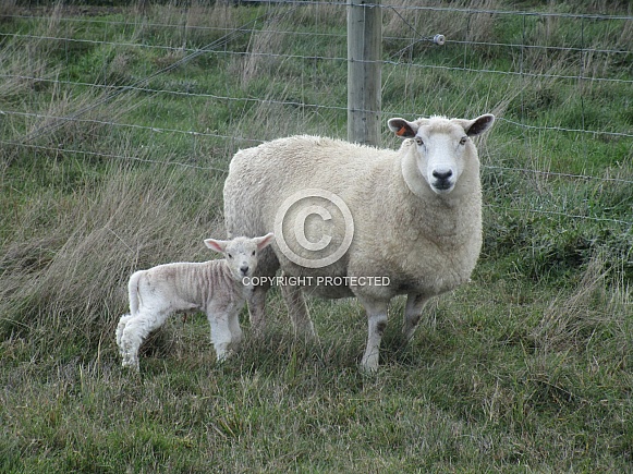 Perendale Sheep