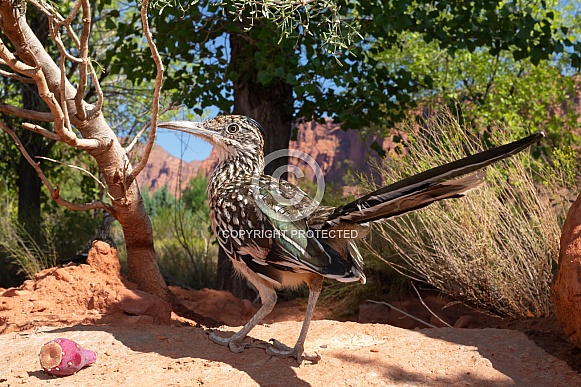 Greater Roadrunner, Geococcyx californianus Greater Roadrunner, Geococcyx californianus