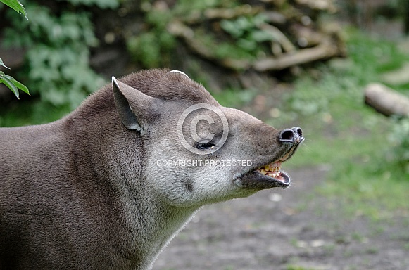 Tapir