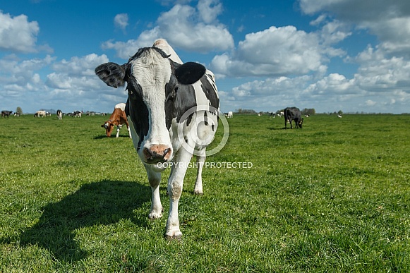 Dutch Cow and Cows