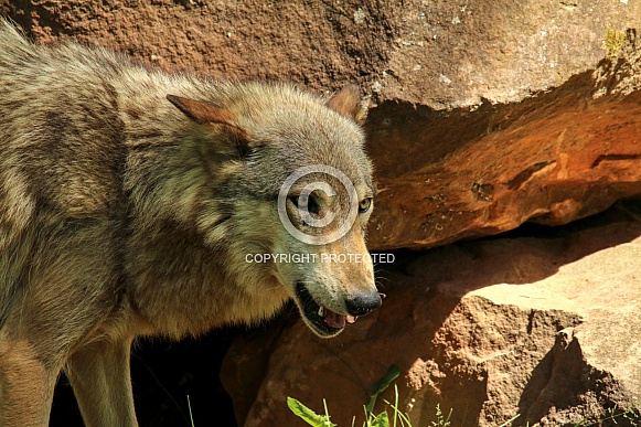 Wolf and Wolf Pups