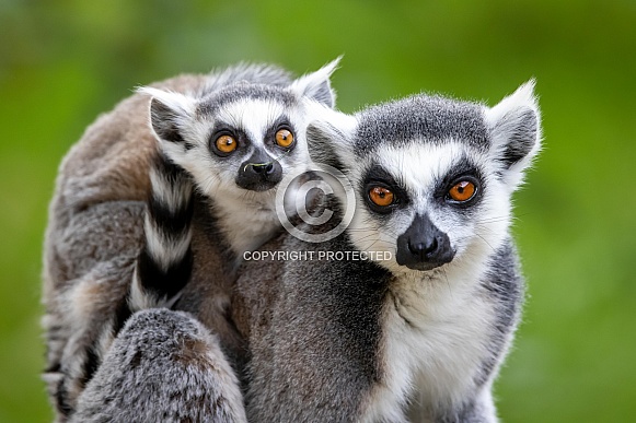 Ring-Tailed lemurs (Lemur catta)