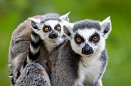 Ring-Tailed lemurs (Lemur catta)
