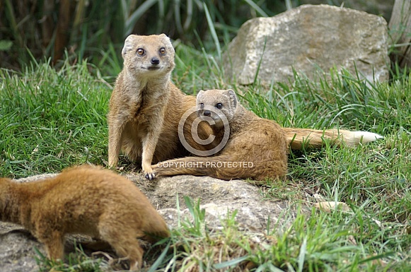 Yellow Mongoose Mother with Pups