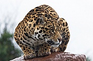 Jaguar Crouched On Rock Looking Sideways