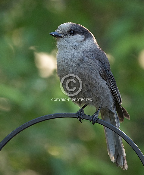 Gray Jay Portrait Gray Jay Portrait