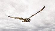 Short Eared Owl--SEO In The Clouds
