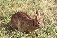 Wild Rabbit