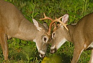 White tail deer