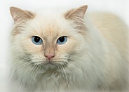 Long-haired Cream Cat