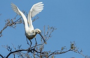 The Eurasian spoonbill