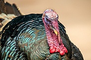 Wild Turkey