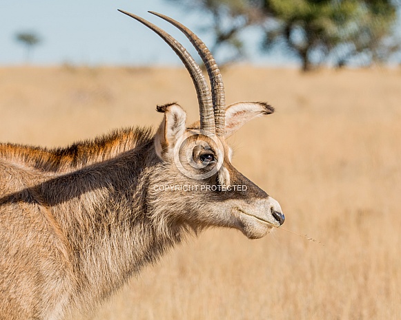 Roan Antelope