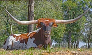 Texas Longhorn - Bos primigenius -bull laying on grass and looking at camera