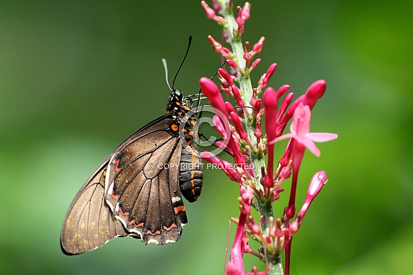 butterfly on pink flower butterfly on pink flower