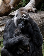 Western Lowland Gorilla