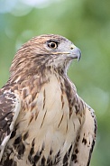 Red-tailed Hawk