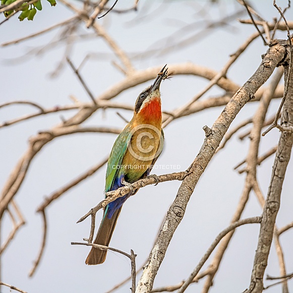White-fronted Bee-eater White-fronted Bee-eater