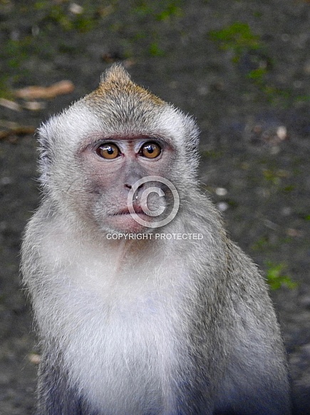 Long-tailed Macaque Long-tailed Macaque