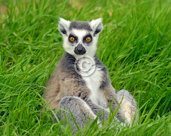 ringtailed lemur