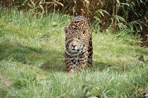 Jaguar