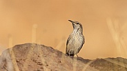 Rock Wren, Salpinctes obsoletus