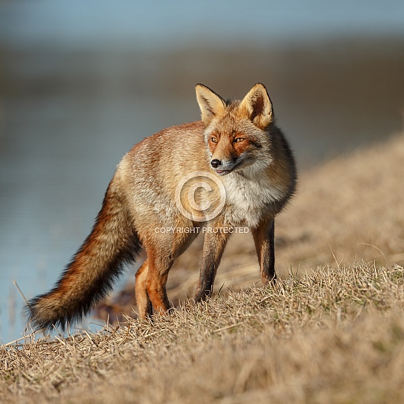 Red fox in Nature Red fox in Nature