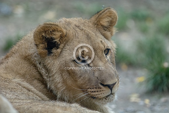 Lion cub