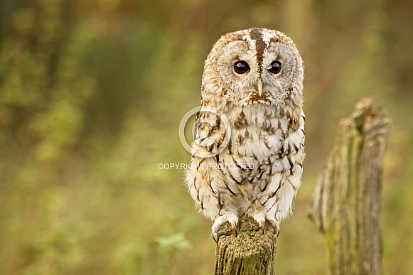 Tawny Owl Perched