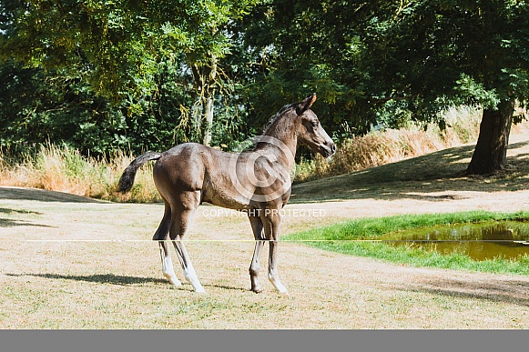 Warmblood Foal