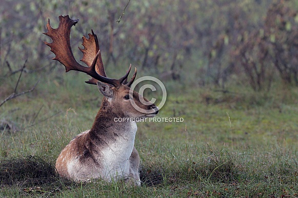 Fallow Deer Fallow Deer
