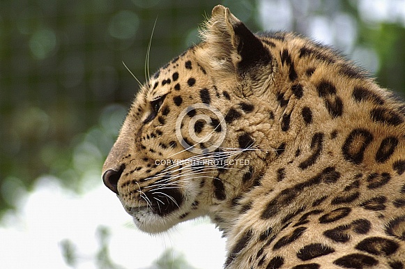 Leopard